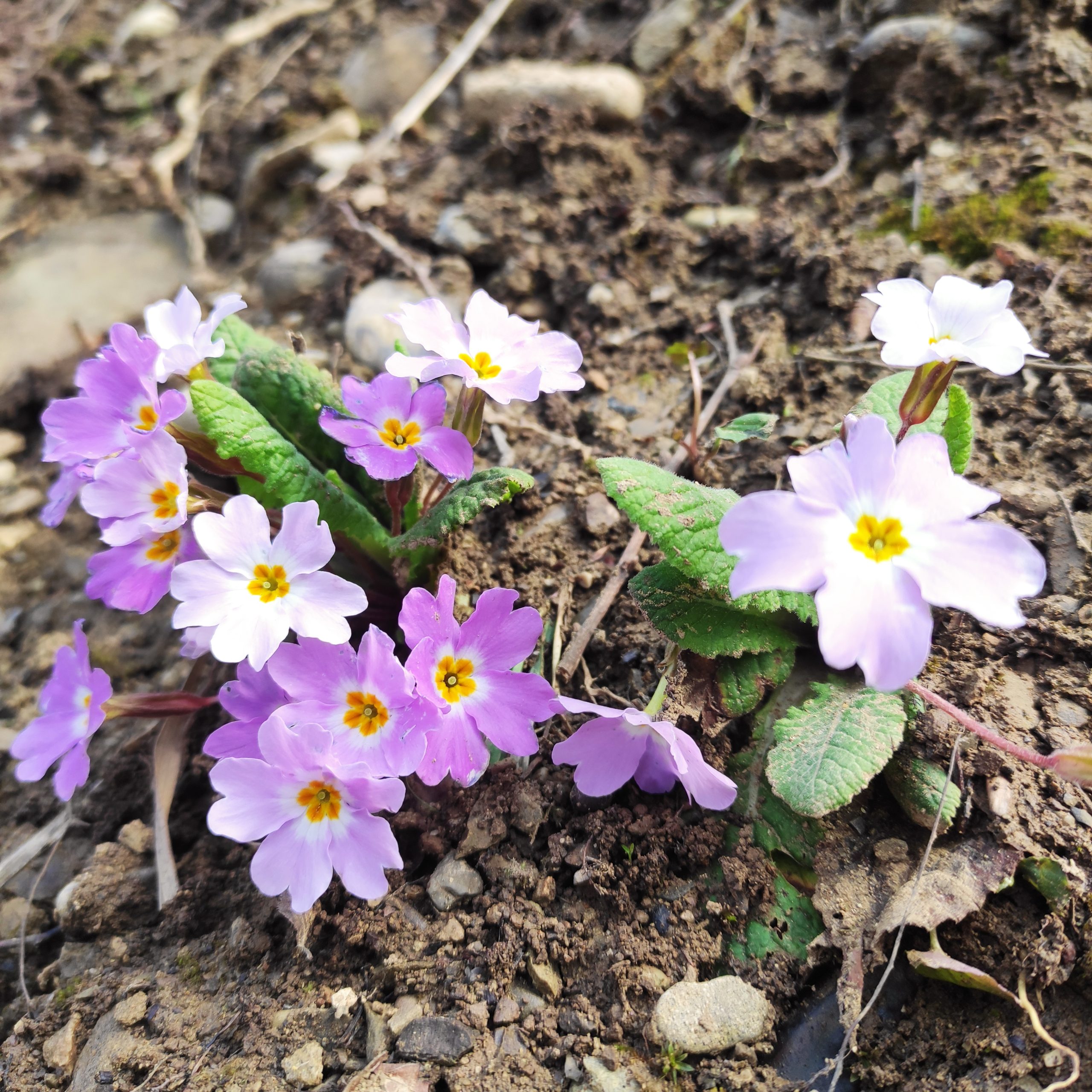 Spring flowers in the forest