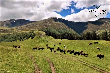 Alpine Meadows before Oreti Lake